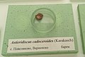 en:Astieridiscus cadoceroides (Karakasch) en:Barremian, Povelyanovo, Varna Province at the en:Sofia University "St. Kliment Ohridski" Museum of Paleontology and Historical Geology