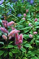 Astilbe chinensis var. pumila