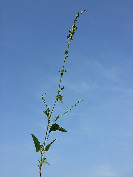 File:Atriplex micrantha sl9.jpg