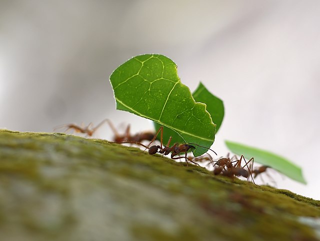 File:Atta_cephalotes_(Costa_Rica)_1.jpg