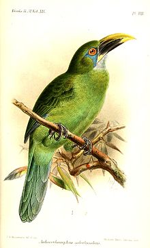 "Yellow-billed" toucanet, illustration by Keulemans, 1891 AulacorhamphusCalorhynchusKeulemans.jpg