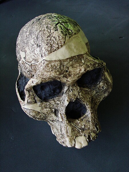 Skull of Australopithecus africanus
