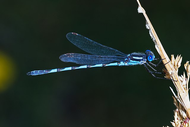 Blue Ringtail