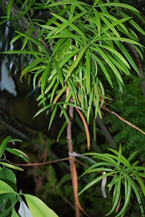 Kuvaus Austrotaxus spicata.JPG -kuvasta.