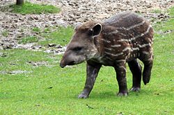 Baby tapir.jpg