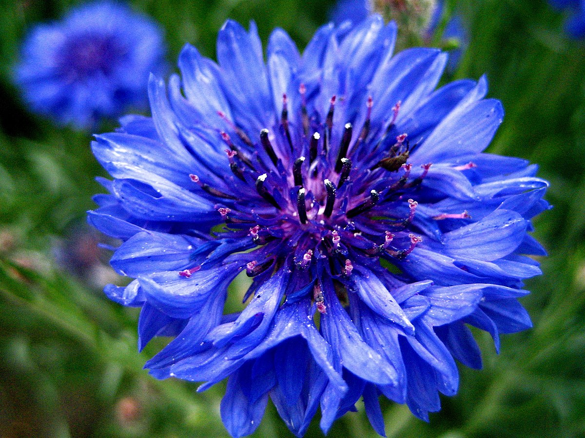 Blue flower - Wikipedia