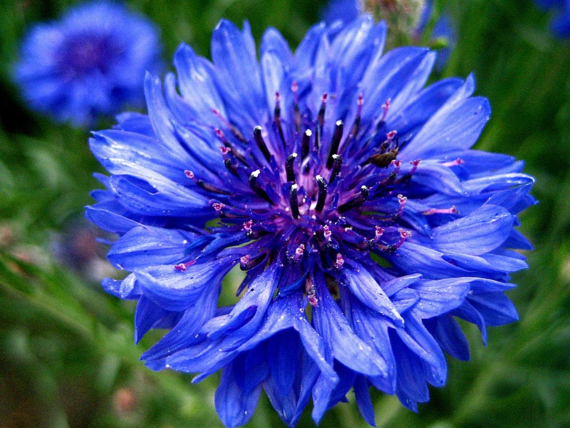 Blue flower - Wikipedia