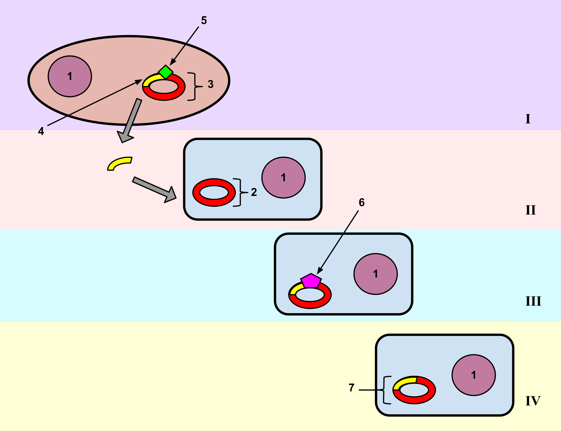 Transformation (genetics) - Wikipedia diagram of transformation 