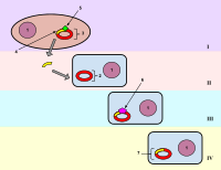 Bacterial Transformation.svg