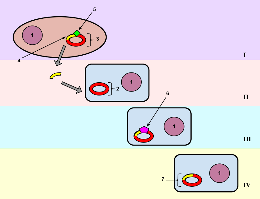 In this image, a gene from one bacterial cell is moved to another bacterial cell. This process of the second bacterial cell taking up new genetic material is called transformation.