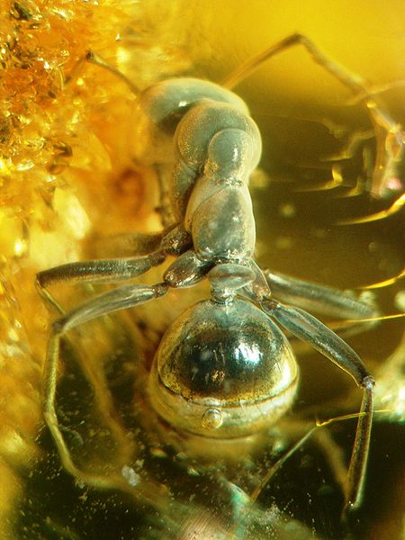 File:Baltic amber inclusions - Ant (Hymenoptera, Formicidae).JPG