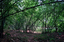 Bamboo Forest 20020400 2.jpg
