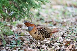 Bambusicola thoracicus (Chinese Bamboo Partridge)