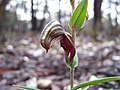 Pterostylis sanguinea Stawell