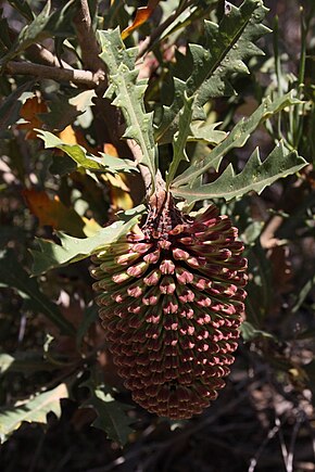 Описание изображения Banksia aculeata.JPG.