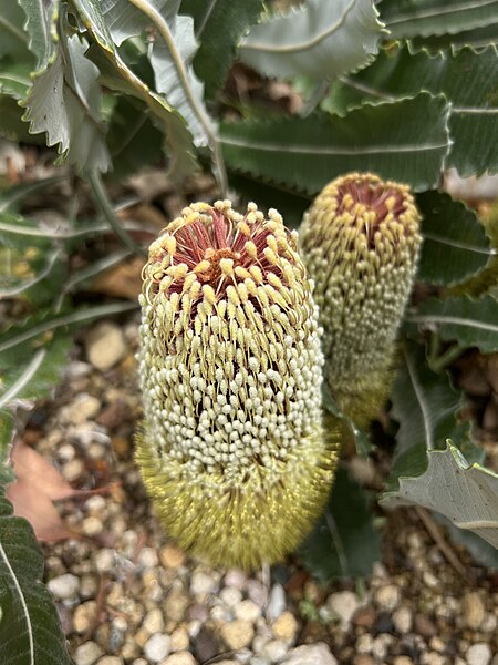 File:Banksia petiolaris flower and foliage 01.jpg