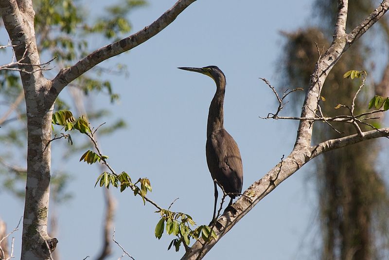 File:Bare-Throated Tiger-Heron (5295738726).jpg