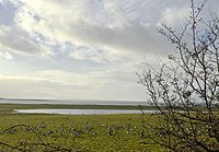Белоснежные казарки пасутся на сезонном пруду Баллиджилган