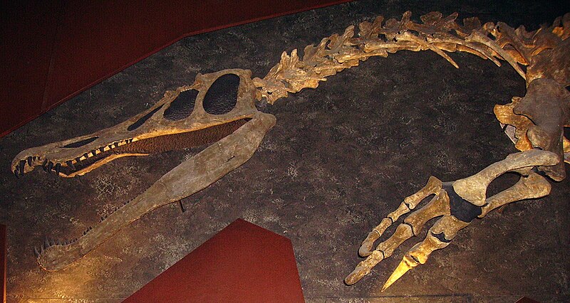 File:Baryonyx head & forelimb NHM.jpg