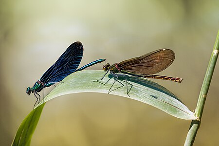 Beautiful Demoiselle Calopteryx virgo male female.jpg