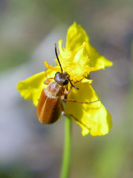 File:Beetles Perch (4648023093).jpg