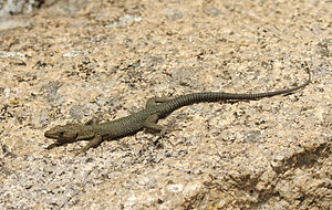 Benny Trapp Archeolacerta bedriagae Sardinia.jpg