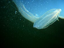 Un cténophore Beroe ovata (en) photographié en mer Noire.