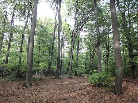 Bielefeld eichen buchenwald strothbach01