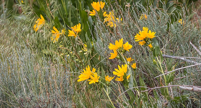 File:Big Antelope Creek, Upper West Little Owyhee WSA (34625630653).jpg