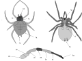 Labeled Diagram of a Orb Weaver Spider 1a. Abdomen 1b. Spinnerets 1c. Carapace 1d. Pedipalp 1e. Eyes 1f. Lung Slit 1g. Chelicera 2a. Coxa 2b. Trochanter 2c. Femur 2d. Patella 2e. Tibia 2f.Metatarsus 2g. Tarsus
