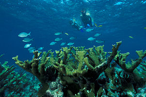 Biscayne National Park H-snorkel on elkhorn.jpg