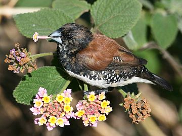 Red-backed mannikin picking flowers