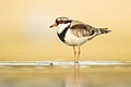 Black-fronted Dotterel, Bow Bowing, New South Wales, Australia