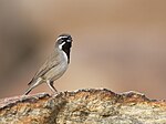 Black-throated Sparrow (Amphispiza bilineata).jpg