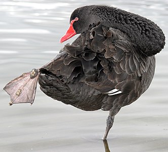 Cygnus atratus, Aostralia