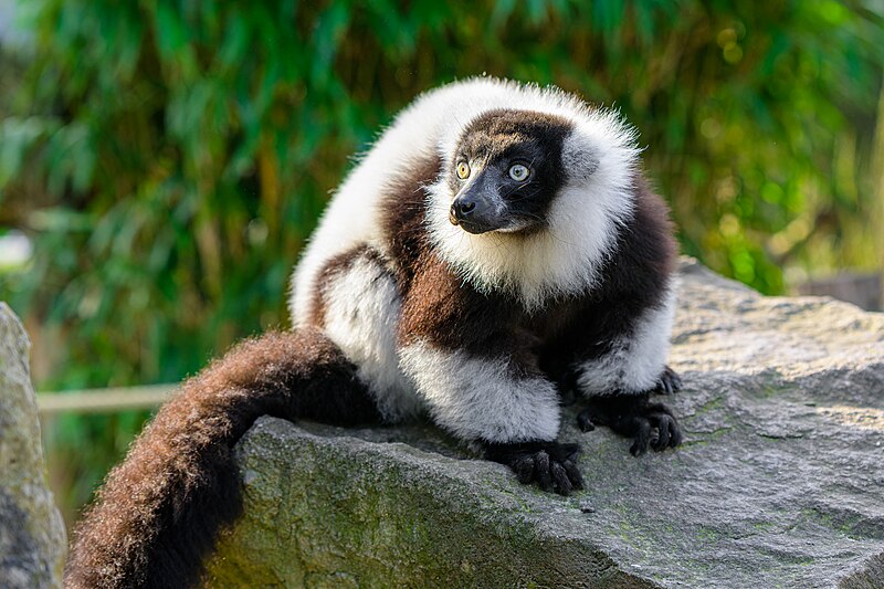 File:Black and white ruffed lemur - 53007966112.jpg