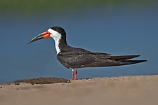 Black skimmer Black skimmer Rynchops niger.jpg