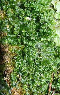 <i>Blasia</i> Genus of liverworts