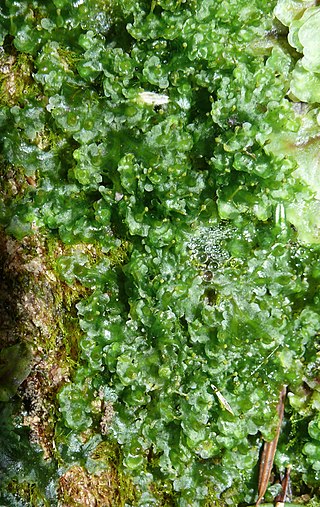 <i>Blasia</i> Genus of liverworts
