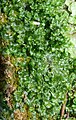 Blasia pusilla Germany - Schwäbisch-Fränkische Waldberge