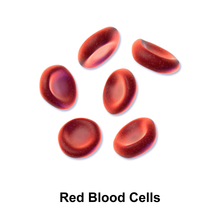 Red blood cells are the target of Colorado tick fever virus Blausen 0761 RedBloodCells.png