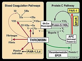Свёртывание крови: тромбиновый путь и путь протеина C (по Джону Гриффину).