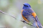 Thumbnail for Blue-fronted redstart