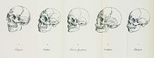 Skulls representing Johann Friedrich Blumenbach's "five races" in De Generis Humani Varietate Nativa (1795). The Tahitian skull labelled "O-taheitae" represented what he called the "Malay race". Blumenbach's five races.JPG