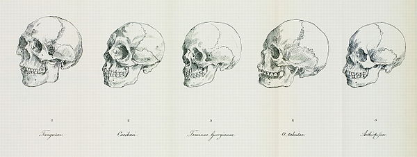 Blumenbach's five races