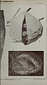 Boletim do Museu Goeldi (Museu Paraense) de Historia Natural e Ethnographia (1904) (20378552112).jpg