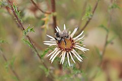 Bombus Sylvarum