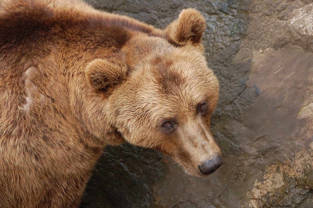 Milwaukee Bears - Wikipedia
