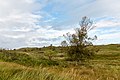 * Nomination Dune landscape, Borkum, Lower Saxony, Germany --XRay 04:50, 13 January 2021 (UTC) * Promotion  Support Good quality -- Johann Jaritz 05:07, 13 January 2021 (UTC)