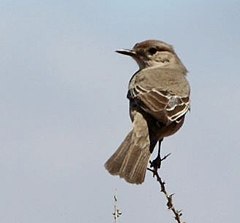 Bradornis Infuscatus: вид птица